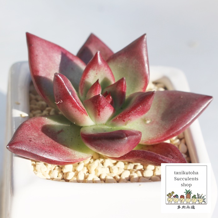 JAGPxA-Echeveria Roca