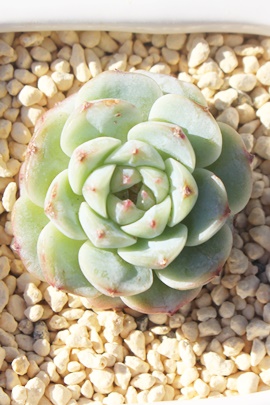 bhxxbgAGPxA-Echeveria Red Velvet