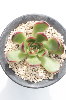 e[YAe[Yʔ́Ae[YĕAGPxA-Echeveria Latin Rose