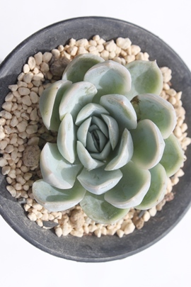 e[YAe[Yʔ́Ae[YĕAGPxA-Echeveria Latin Rose