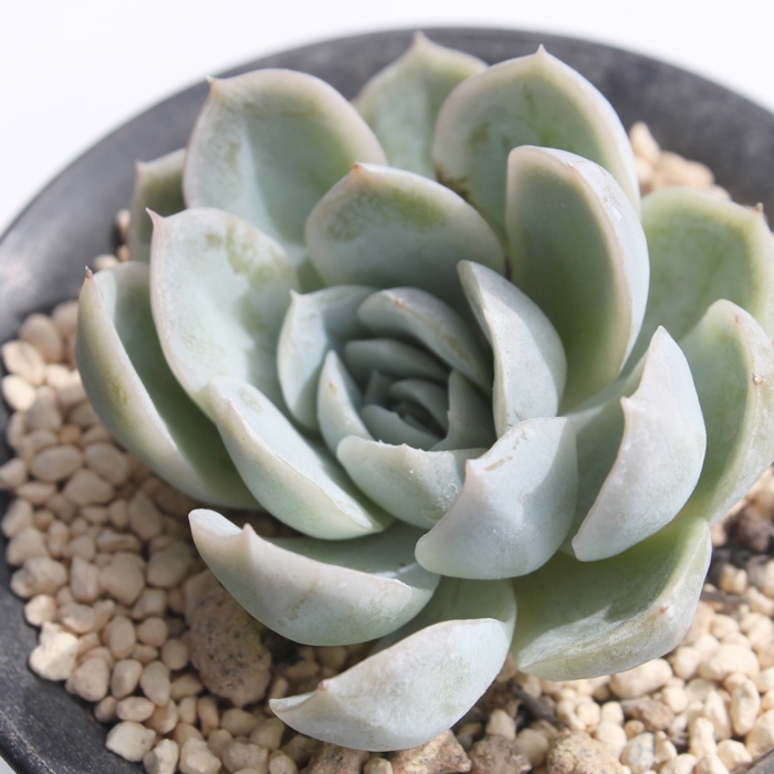 Yx[AGPxA-Echeveria Raspberry