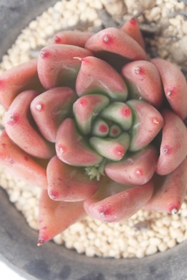 I~\EAI~\Eʔ́AI~\EĕAGPxA-Echeveria Romeo~Soul