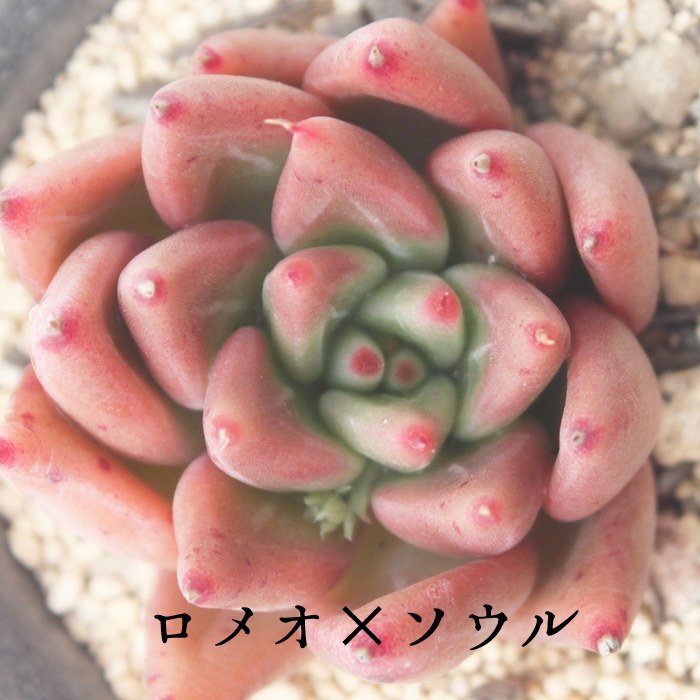 I~\EAGPxA-Echeveria Romeo~Soul