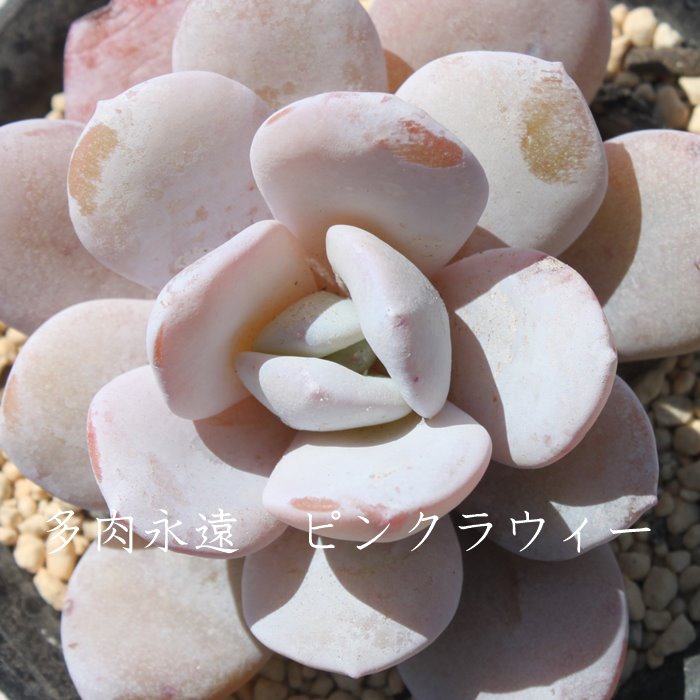 sNEBAGPxA-Echeveria Pink Lauii