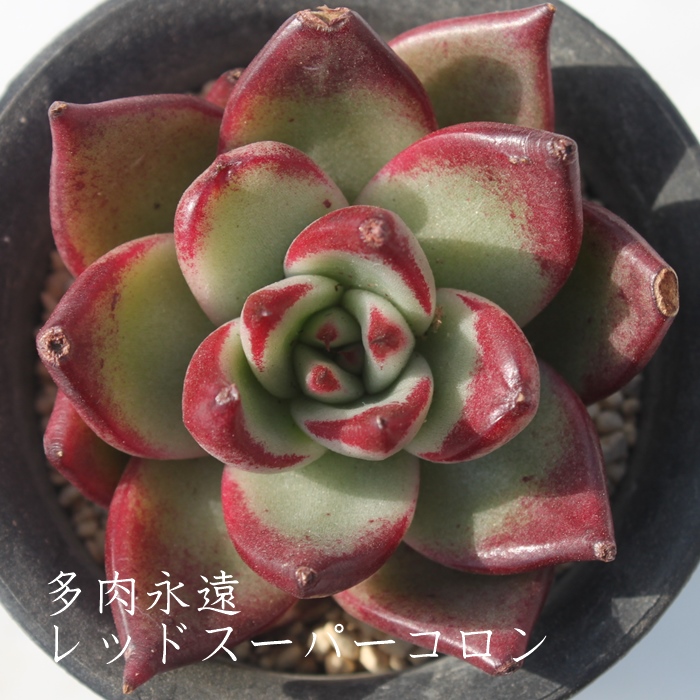 bhX[p[RAGPxA-Echeveria RED SUPER CORON