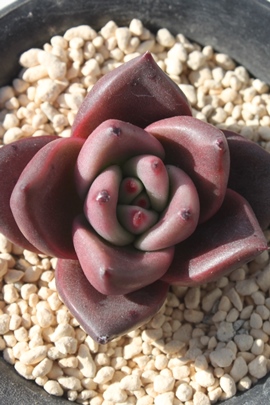 IAGPxA-Echeveria agavoides Romeo