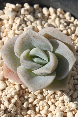 u[[YAu[[Yʔ́Au[[YĕAGPxA-Echeveria Lovely Rose