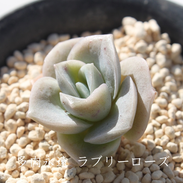 u[[YAGPxA-Echeveria Lovely Rose