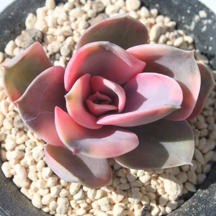 C{[AGPxA-Echeveria Rainbow