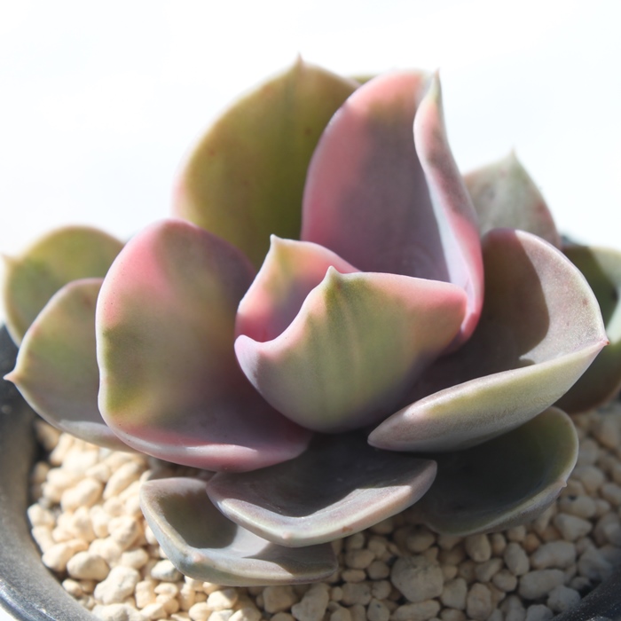 C{[AGPxA-Echeveria Rainbow