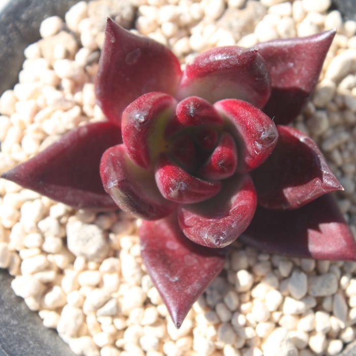 [~OAGPxA-Echeveria Rooming