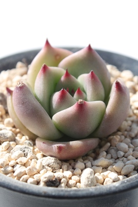 [YK[lbgA[YK[lbgʔ́A[YK[lbg₵AGPxA-Echeveria Rose Garnet