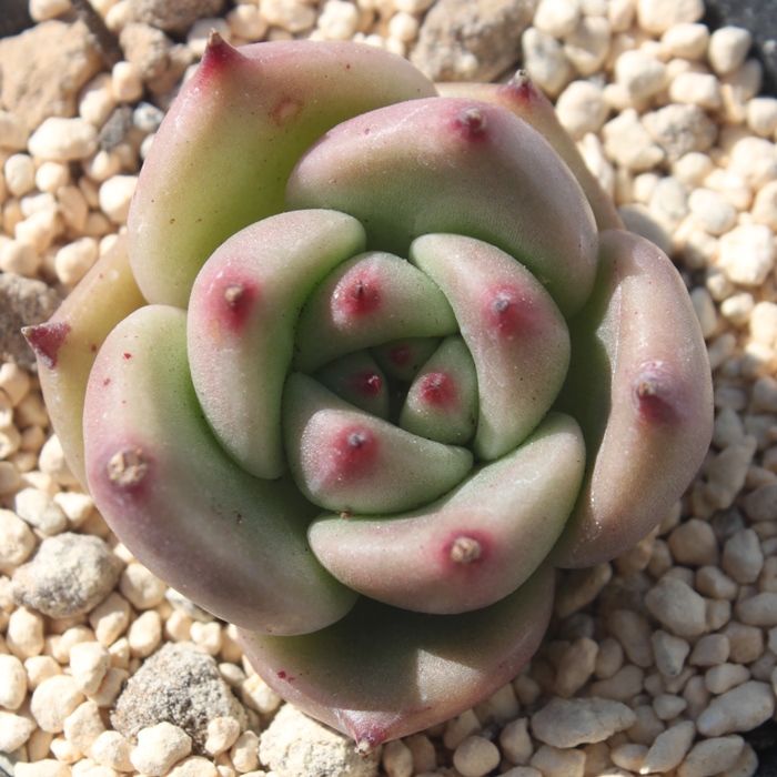 [YK[lbgAGPxA-Echeveria Rose Garnet