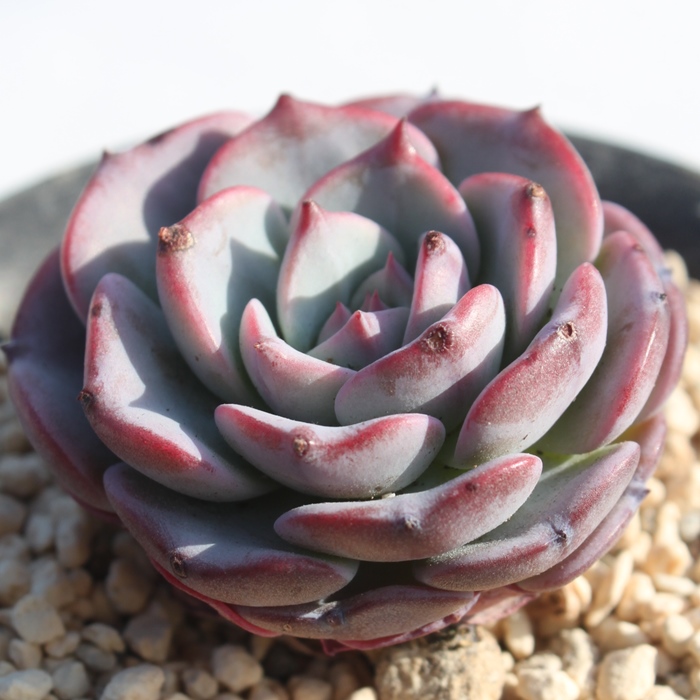 gAGPxA-Echeveria Lemont