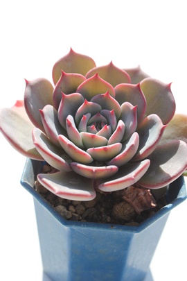 EVXAEVXʔ́AEVXĕAGPxA-Echeveria Laulensis