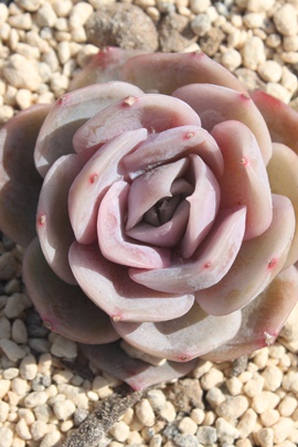 TvCYATvCYʔ́ATvCYĕAGPxA-Echeveria Laulensis