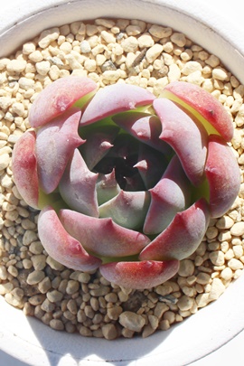 bhxxbgAGPxA-Echeveria Red Velvet