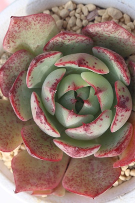 bhxxbgAGPxA-Echeveria Red Velvet