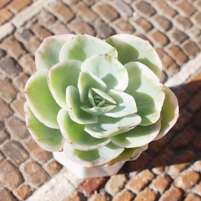 [Y,[Yшĕ,[Yђʔ,[Yшĕ₵,[Yэgt,[Yїt,ic,؍c,Echeveria Lemon rose variegata,iɂƂ