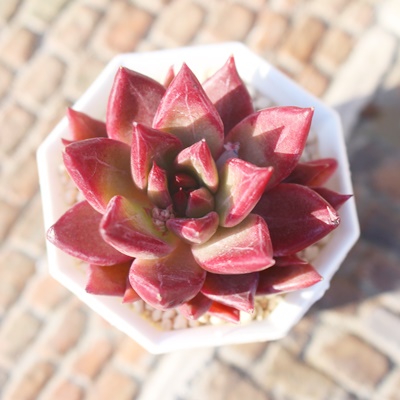 bh\E,bh\Eĕ,bh\Eʔ,bh\Eĕ₵,bh\Egt,bh\Et,ic,؍c,Echeveria Red Soul,iɂƂ