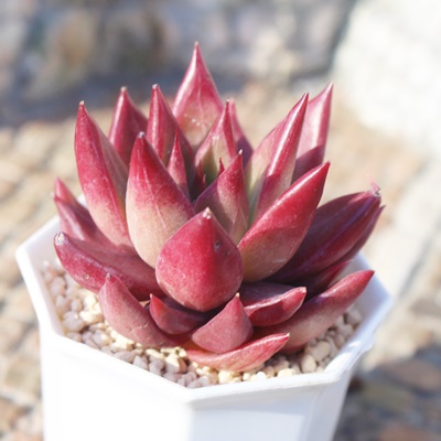 bh\E,bh\Eĕ,bh\Eʔ,bh\Eĕ₵,bh\Egt,bh\Et,ic,؍c,Echeveria Red Soul,iɂƂ