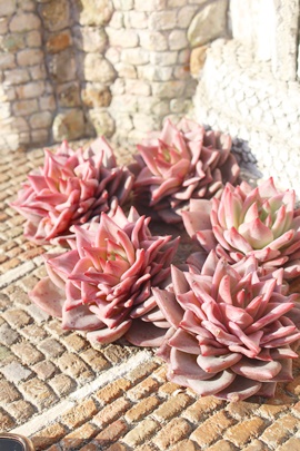 bhxxbgAGPxA-Echeveria Red Velvet