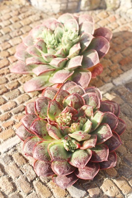 bhxxbgAGPxA-Echeveria Red Velvet