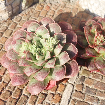 MV},MV}ĕ,MV}ʔ,MV}ĕ₵,MV}gt,MV}t,؍c,Echeveria longissima wart,iɂƂ