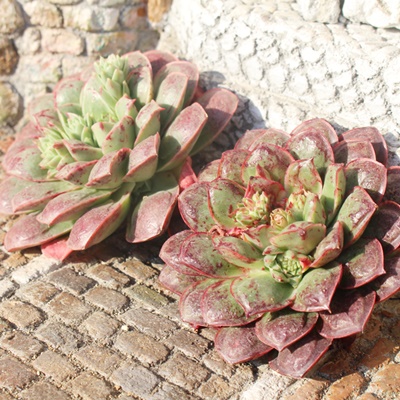 MV},MV}ĕ,MV}ʔ,MV}ĕ₵,MV}gt,MV}t,؍c,Echeveria longissima wart,iɂƂ