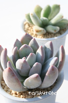 ̒ÂAGPxA-Echeveria cv 'SIMONOASITA'