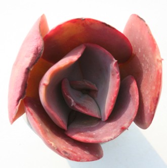 スプレンダー、エケベリア属-Echeveria cv 'SPLENDER'