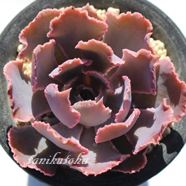 シャビアナ、エケベリア属-Echeveria shaviana