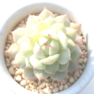 Ö邹AfxM[AGPxA-Echeveria derenbergii