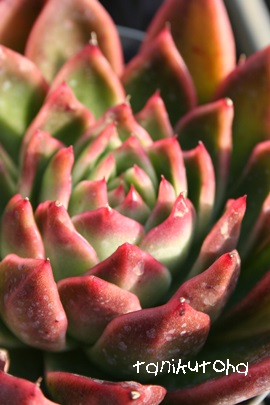 {@AӂAGPxA-Echeveria agavoides 'Plolifela'