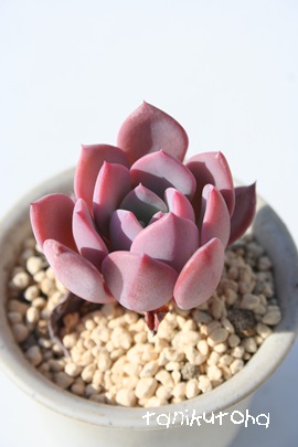 XoqiAGPxA-Echeveria cv 'SUBALPINA'