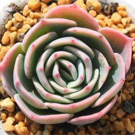 _ӂAZN_AGPxA-Echeveria secnda