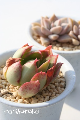 T̎iAĂ̂AGPxA-Echeveria cv 'SEITENNOTUKASA'