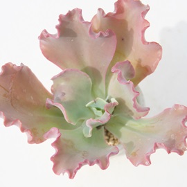 Ve[AGPxA-Echeveria cv eCHANTILLYf