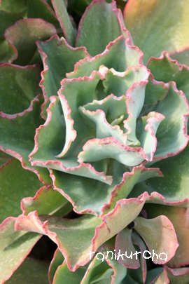 Ve[AGPxA-Echeveria cv eCHANTILLYf