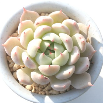 クスピダータバージョンザラゴーザエ、エケベリア属-Echeveria cuspidata var. zaragozae