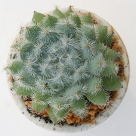 Zg[TAGPxA-Echeveria setosa var. setosa