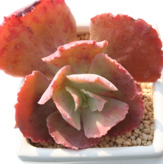 Wbp[AGPxA-Echeveria cv 'JIPPER'