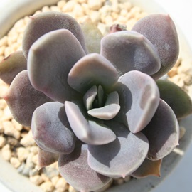 ]A݂AGPxA-Echeveria cv 'SUMIE'