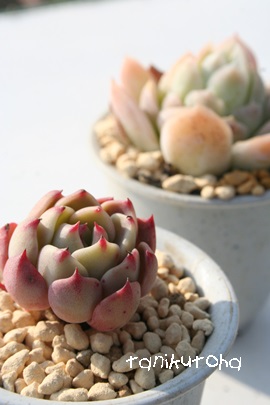 Aӂ݂ɁAGPxA-Echeveria cv 'SITIFUKUMINI'