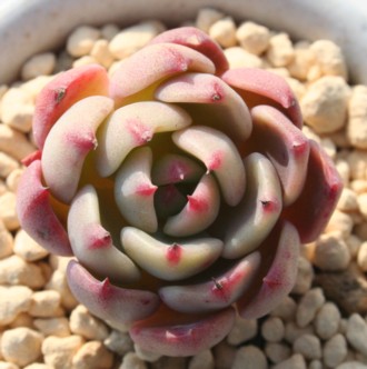 Aӂ݂ɁAGPxA-Echeveria cv 'SITIFUKUMINI'