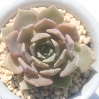 Vo[[AGPxA-Echeveria cv 'Silver Moon'