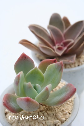 _^Cva,ZN_AGPxA-Echeveria secnda type B