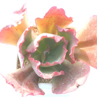 WvV[AGPxA-Echeveria cv 'Gypsy'