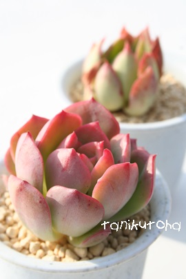 XyN^rXAGPxA-Echeveria cv 'SPECTABILIS'