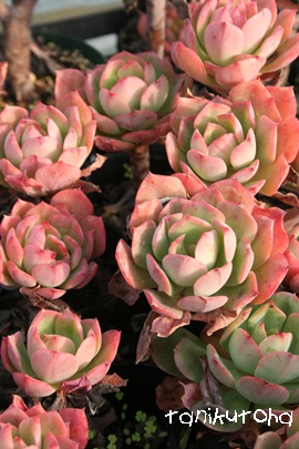 XyN^rXAGPxA-Echeveria cv 'SPECTABILIS'